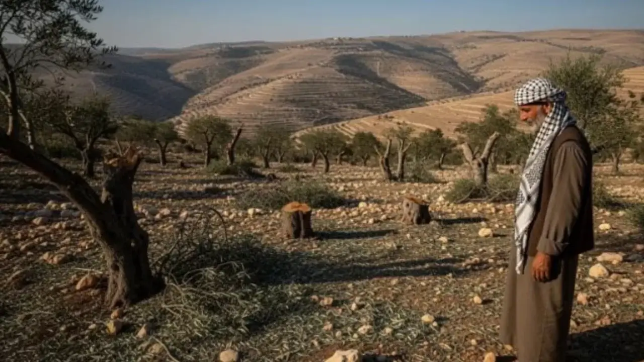 Hundreds of olive trees destroyed in Al-Mug‘ayir