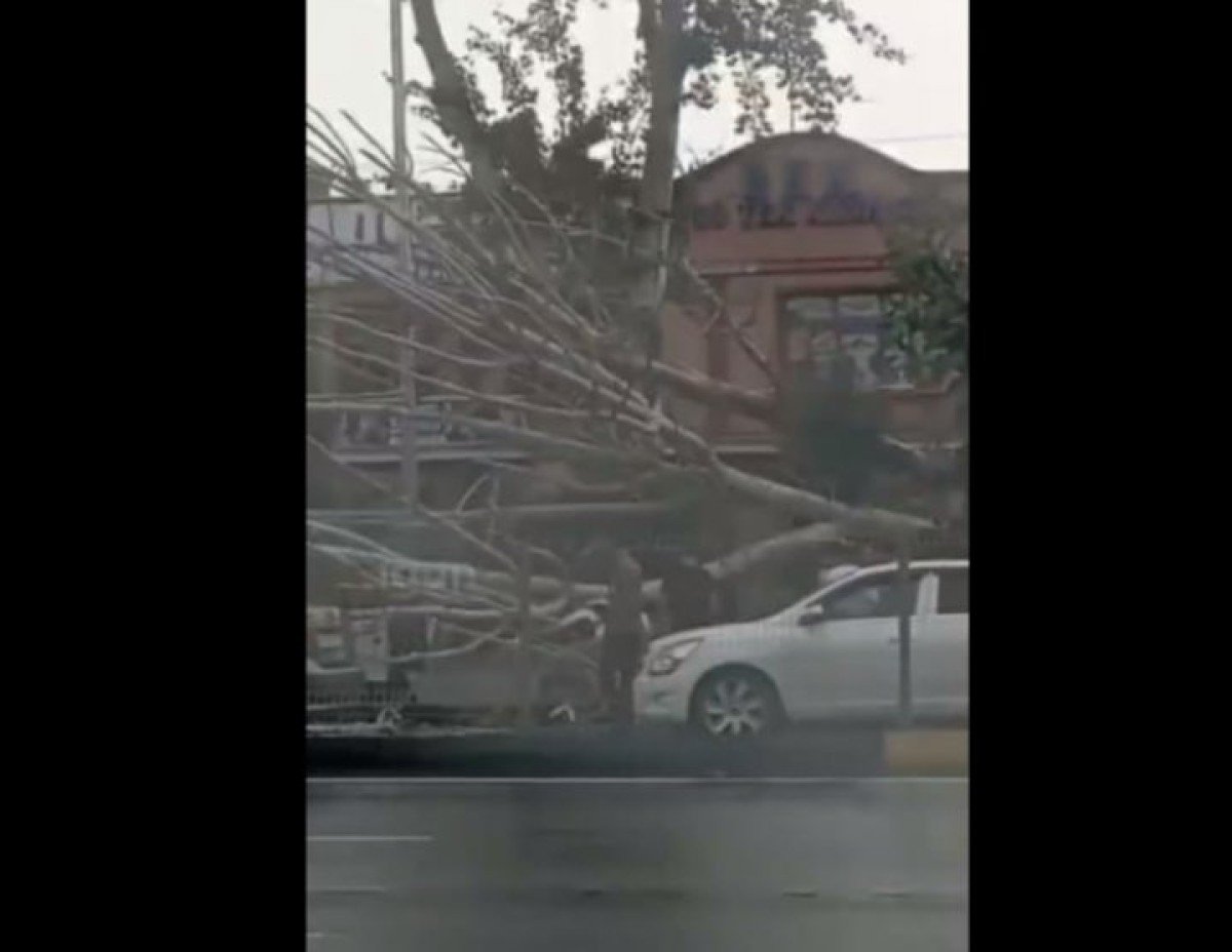 Strong wind in Andijan knocked down a tree