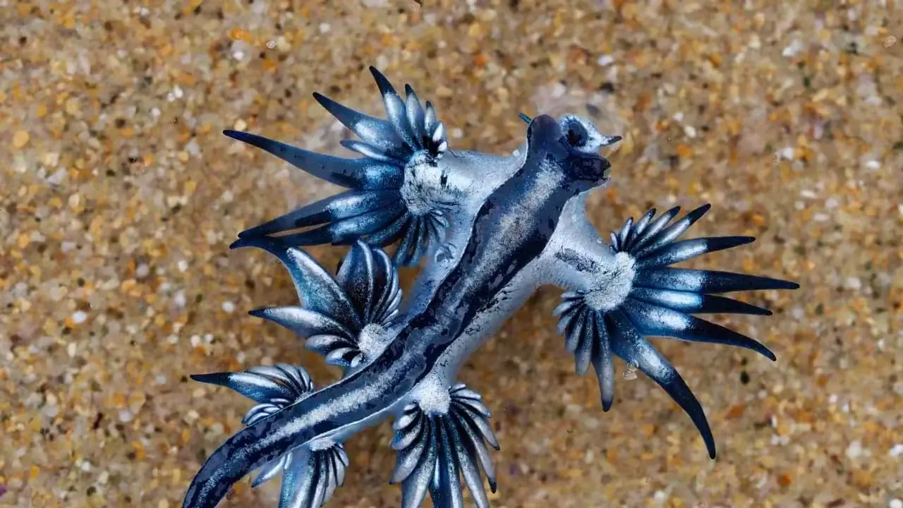 A poisonous blue dragon appeared on the beaches of Guardamar