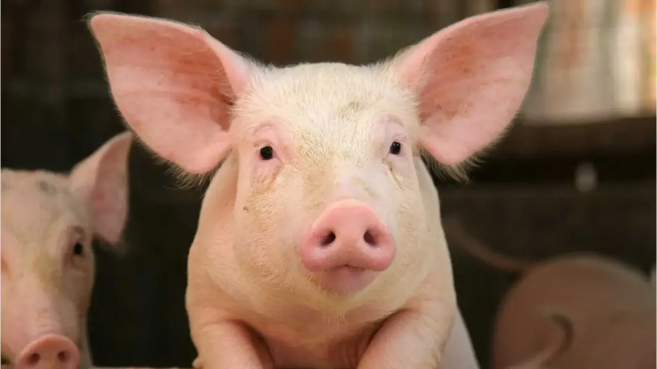 Chinese scientists successfully transplanted pig lungs