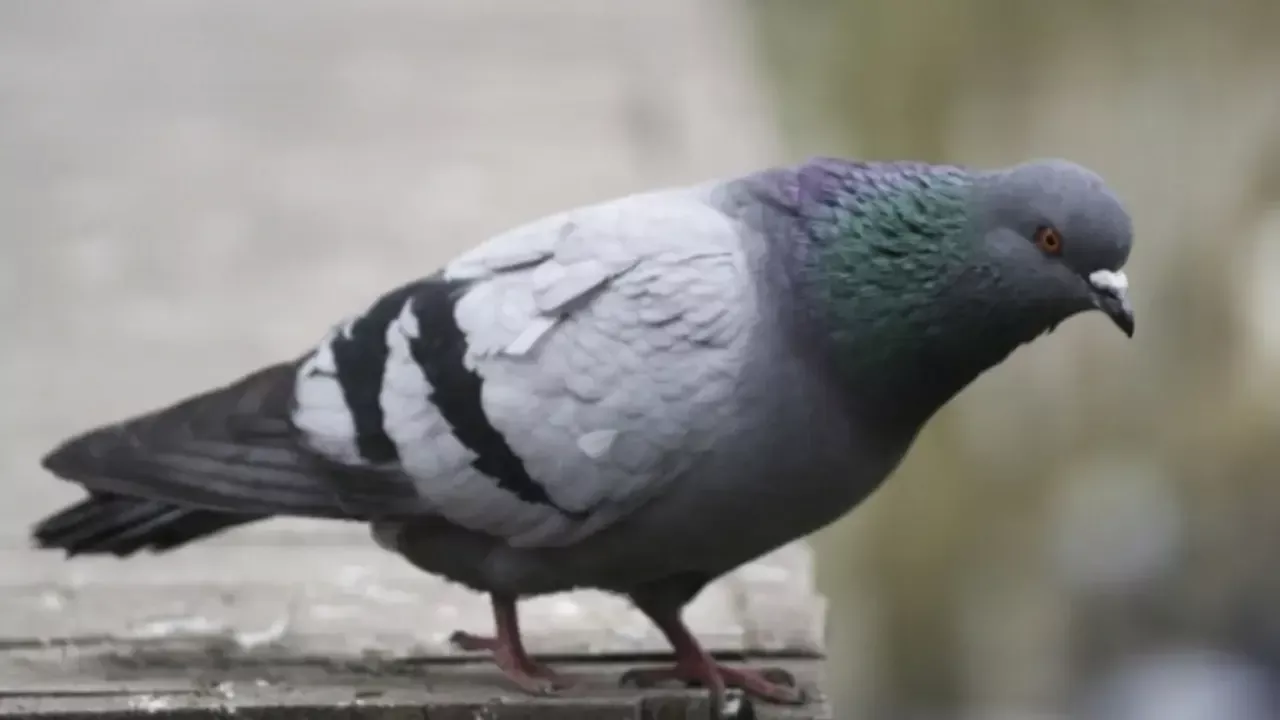Jammu vokzaliga kabutar orqali tahdid xati yuborildi