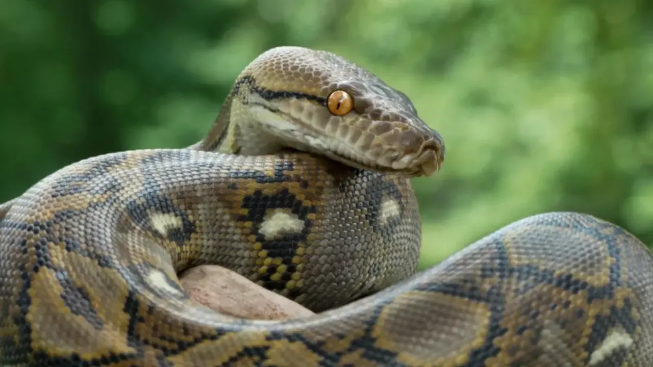 A 3.6-meter python was captured in South Carolina
