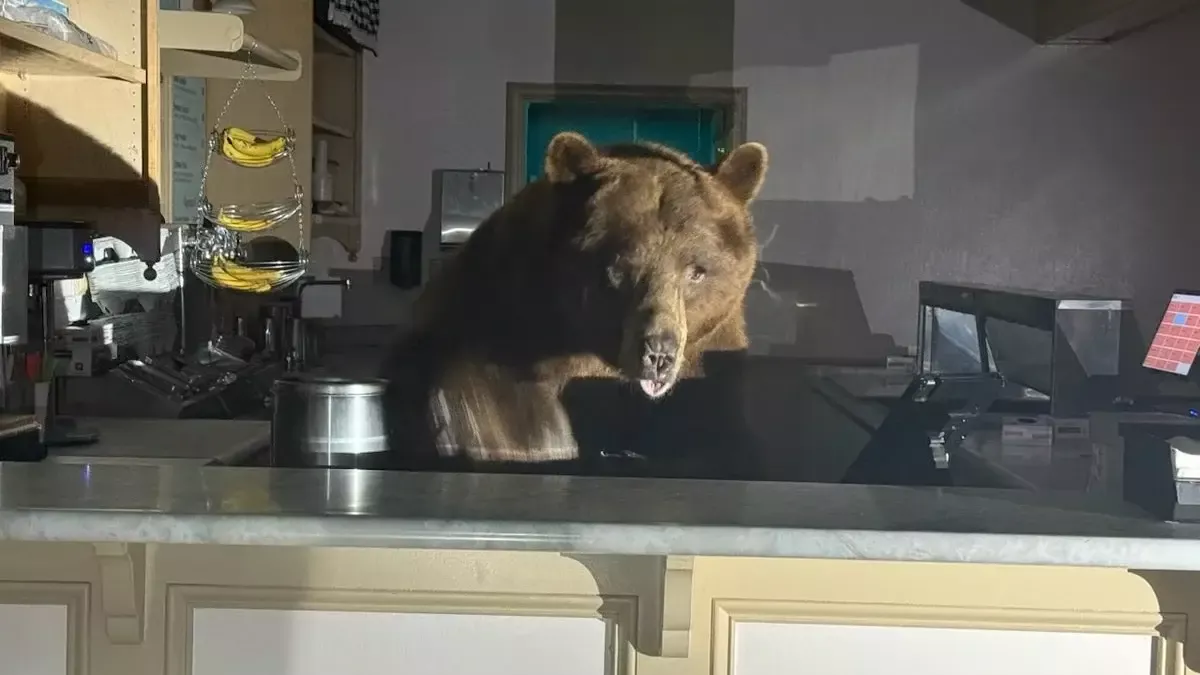 Bear takes over ice cream shop in California
