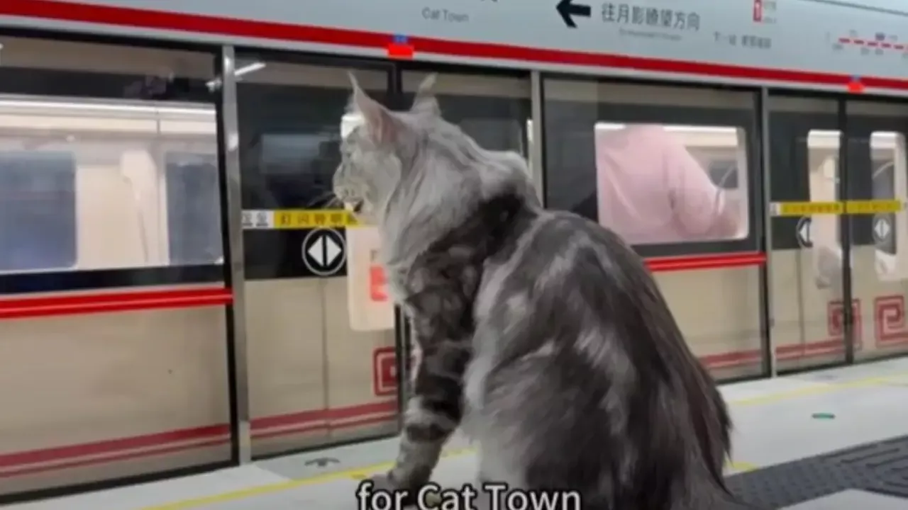 Special mini-metro project created for a cat