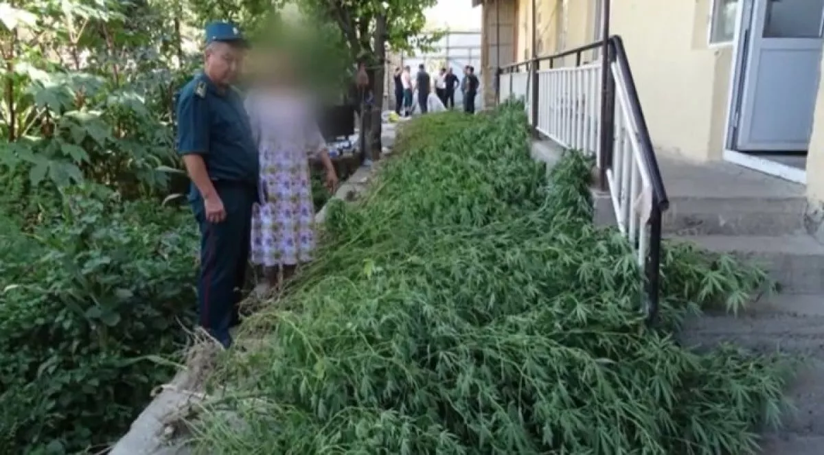 В Пастдаргоме выявлено выращивание растения каннабис