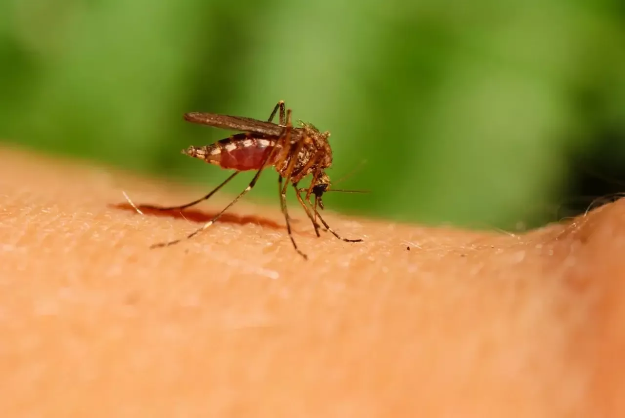 Diseases transmitted by mosquitoes are increasing in Europe