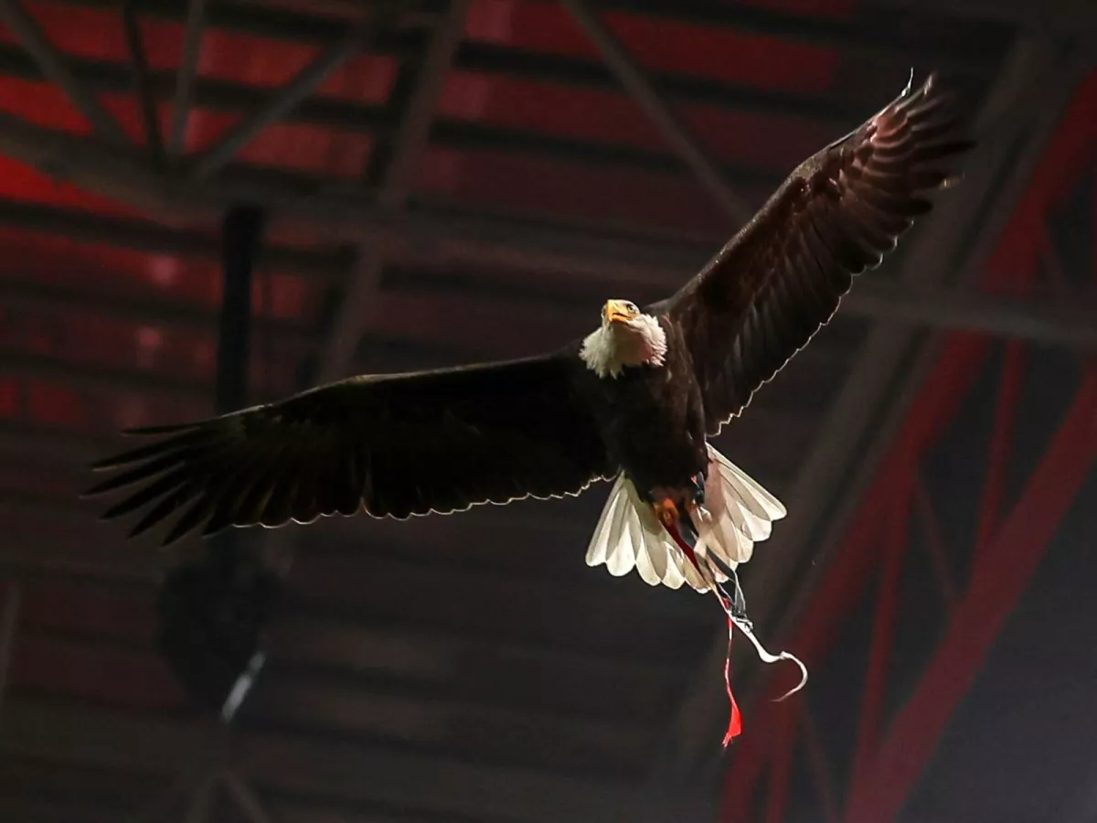 Benfica defenders lost to Qarabag