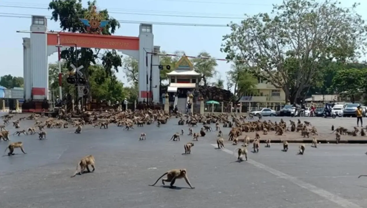 Hundreds of monkeys escaped from the shelter in Lopburi