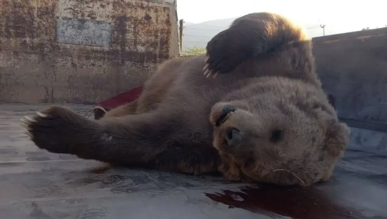 A bear fell from a cliff and died in Bostanlik