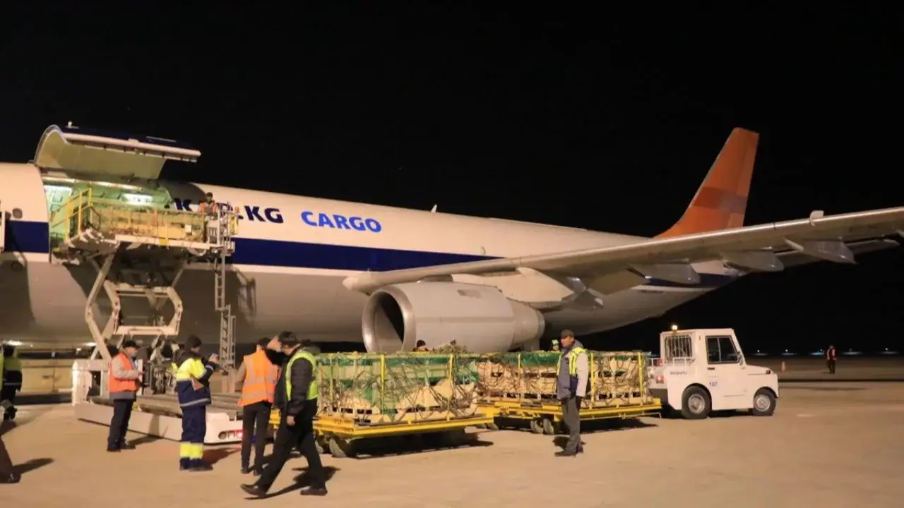 730 Bayat sheep brought from Mongolia to Namangan