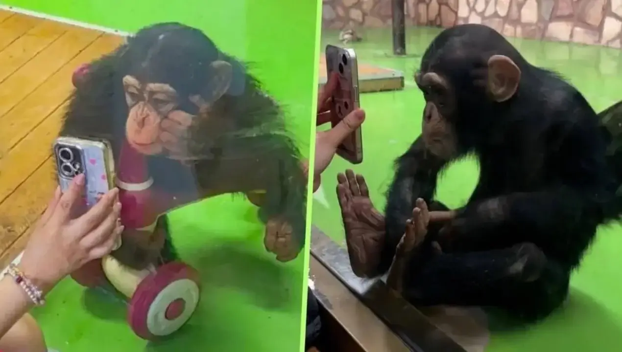 Chinese zoo bans showing videos to chimpanzee