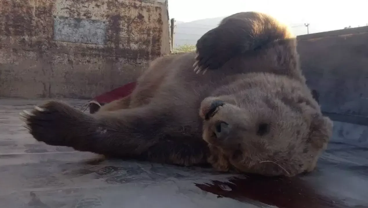 Bo‘stonlikda ayiq qoyadan yiqilib nobud bo‘ldi