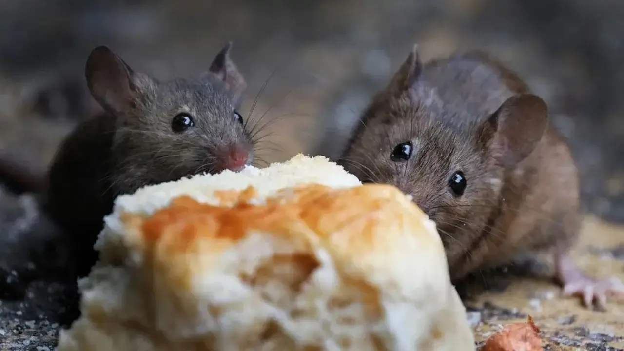 The number of rats is sharply increasing in cities