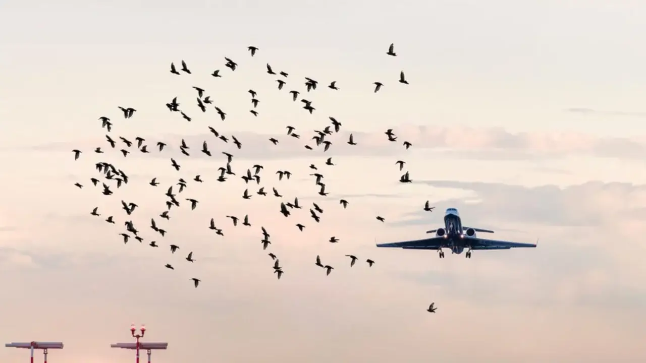 The plane returned after flying into a flock of birds in Irkutsk