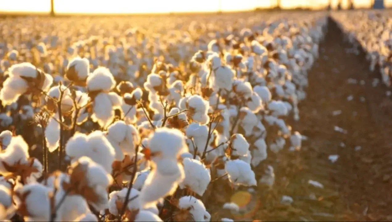 Farmers will receive subsidies and additional support for textiles