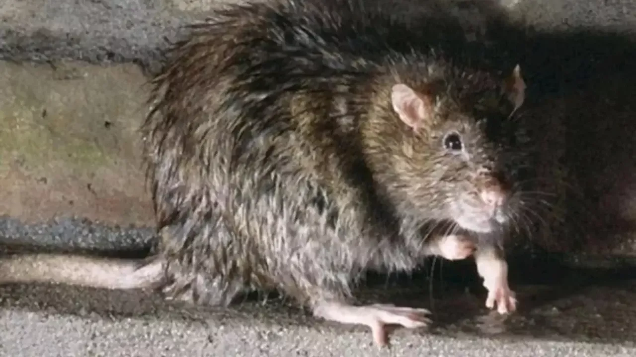 Gavrda bola kalamush hujumiga uchradi