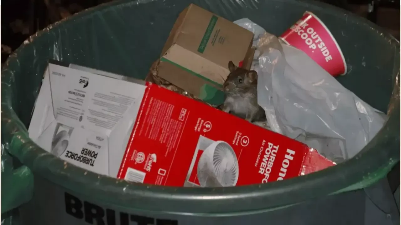 Количество крыс резко увеличивается в городах