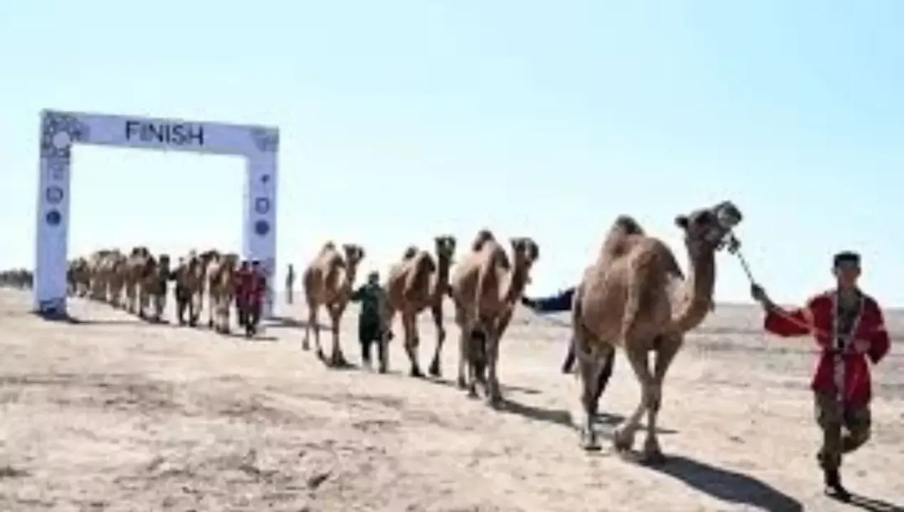 The largest camel caravan was organized in Kazakhstan