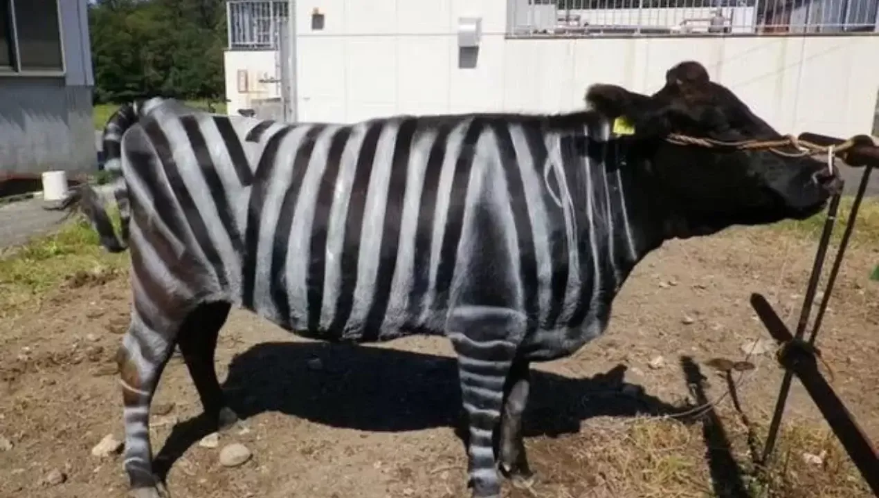 Yapon olimlari chivinlarga qarshi yangi usul topdi