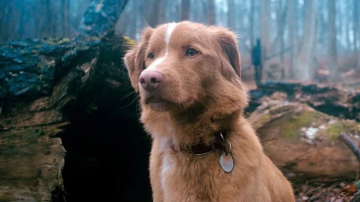 A separate nomination for animals may be introduced at the Oscars