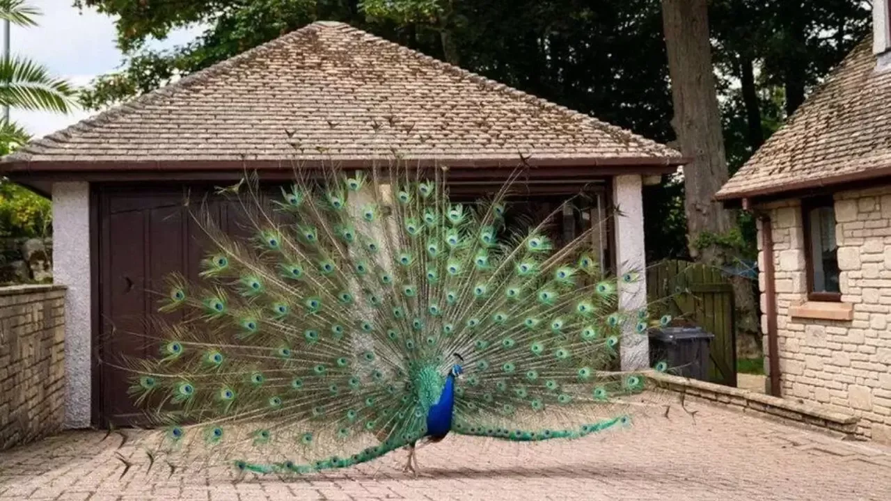 В США в ссоре с соседом съели двух павлинов