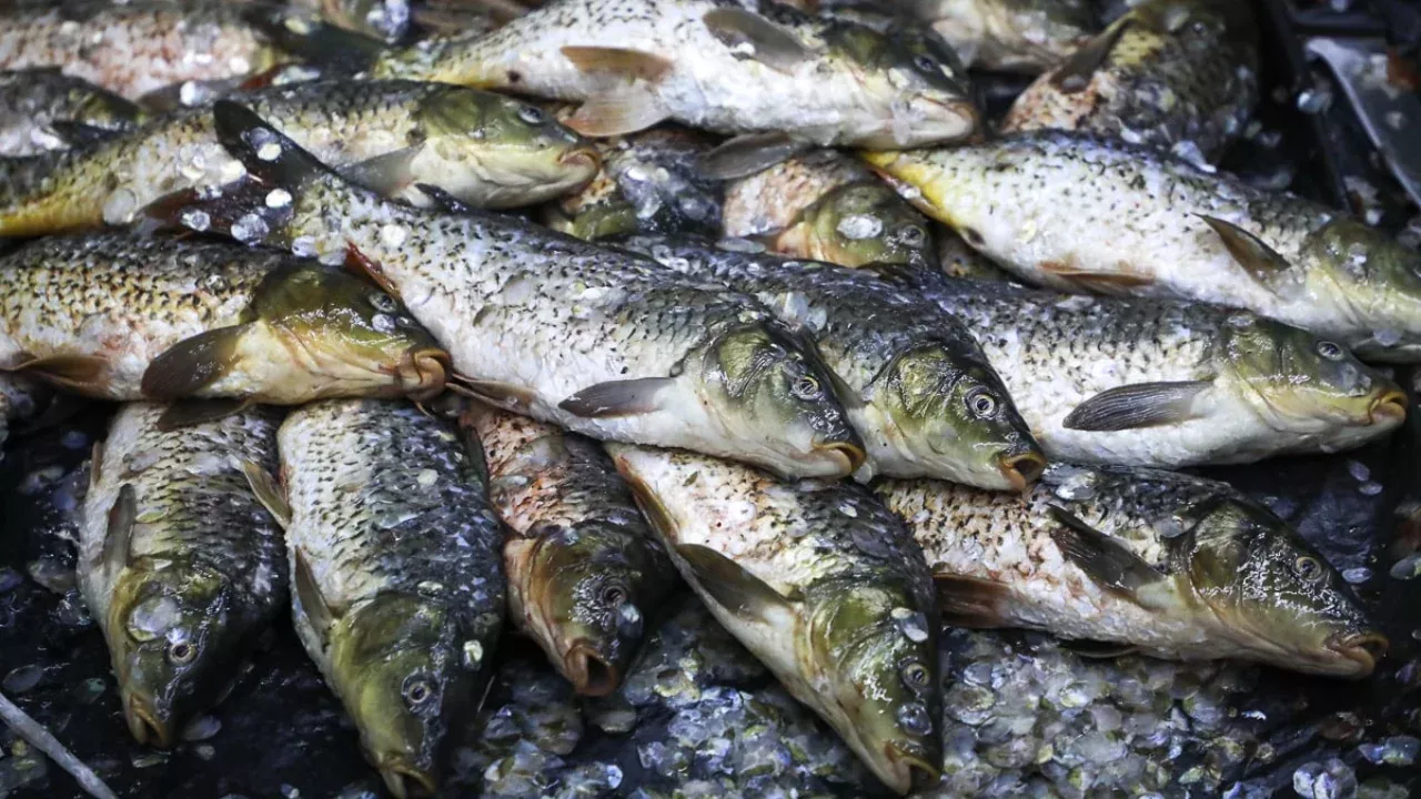 В Бангладеш введён трёхнедельный запрет на ловлю хильсы