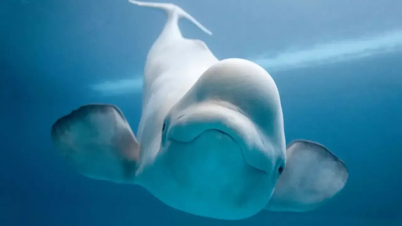 Проблема сохранения белух в Marineland в Канаде