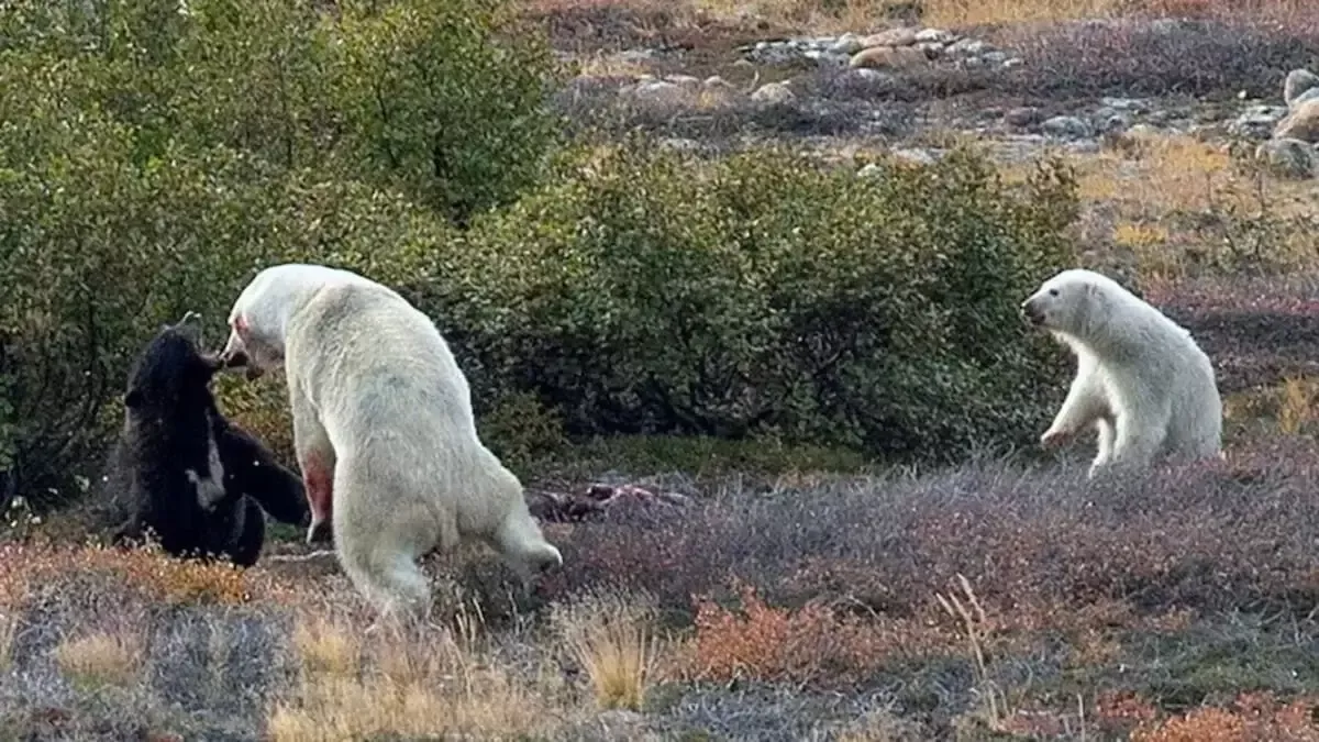 Oq va qora ayiqlar Labradorda to‘qnashdi