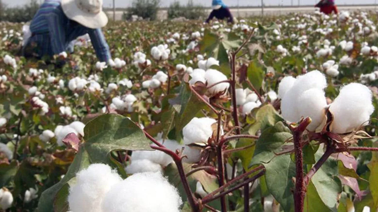 Cotton harvesting in Uzbekistan successfully completed in 2025
