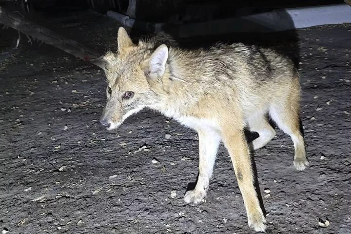 В Ташкенте поймали шакала и передали в зоопарк