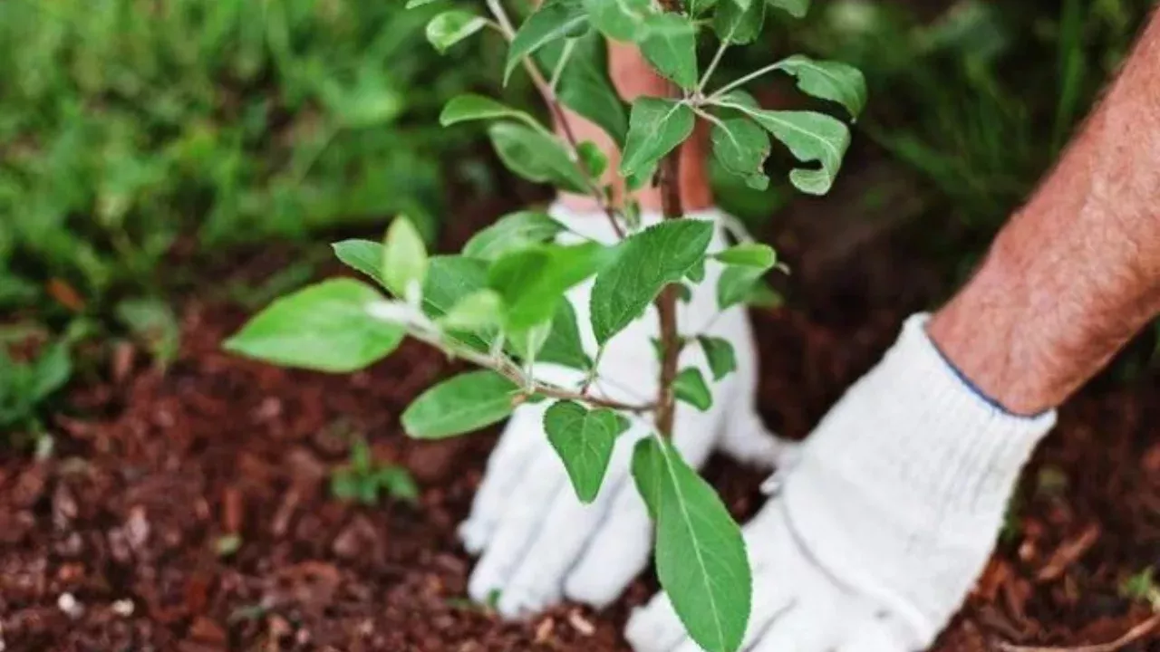 Green Initiatives Fund Established for Youth