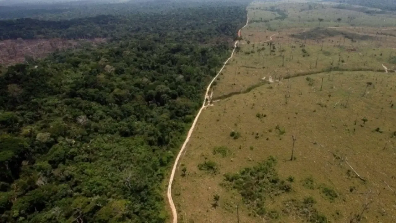 Dunyo o‘rmonlari iqlim o‘zgarishidan jiddiy zarar ko‘rmoqda