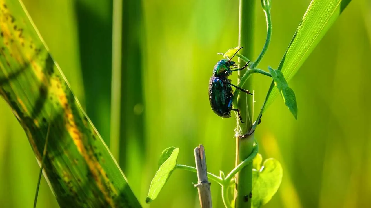 Markaziy Osiyoda biologik xilma-xillik xavf ostida
