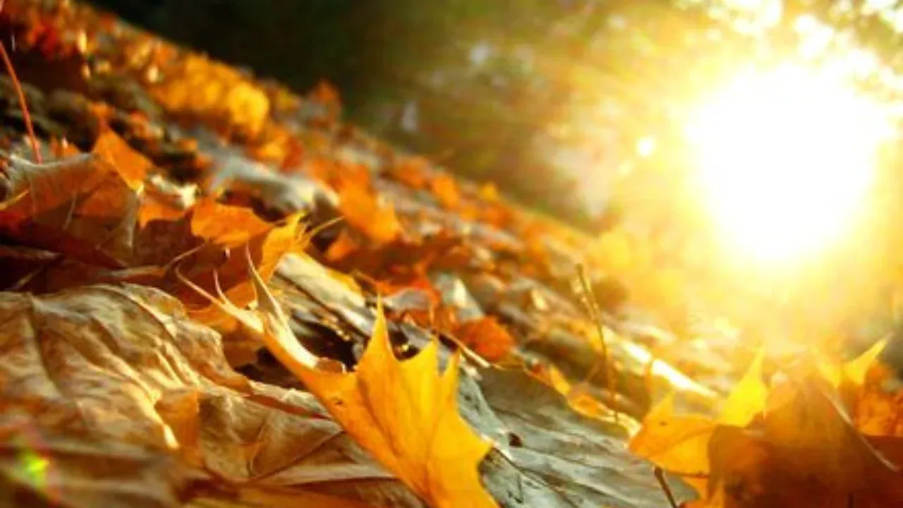 On November 12, the weather in Uzbekistan will be warm and dry