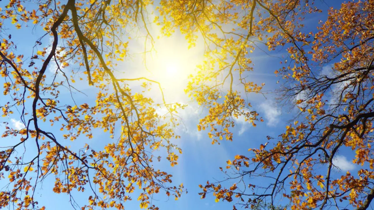 13 ноября: в Узбекистане теплая и солнечная погода