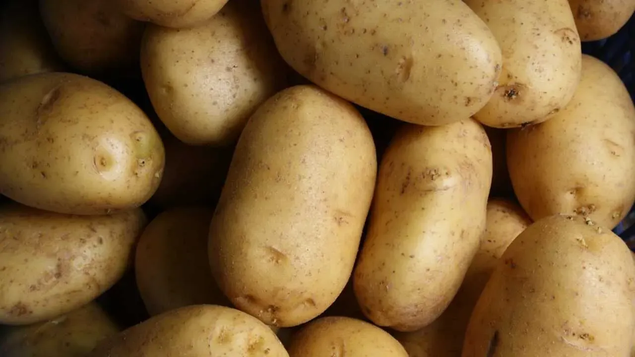3.1 million tons of potatoes were produced in 2025
