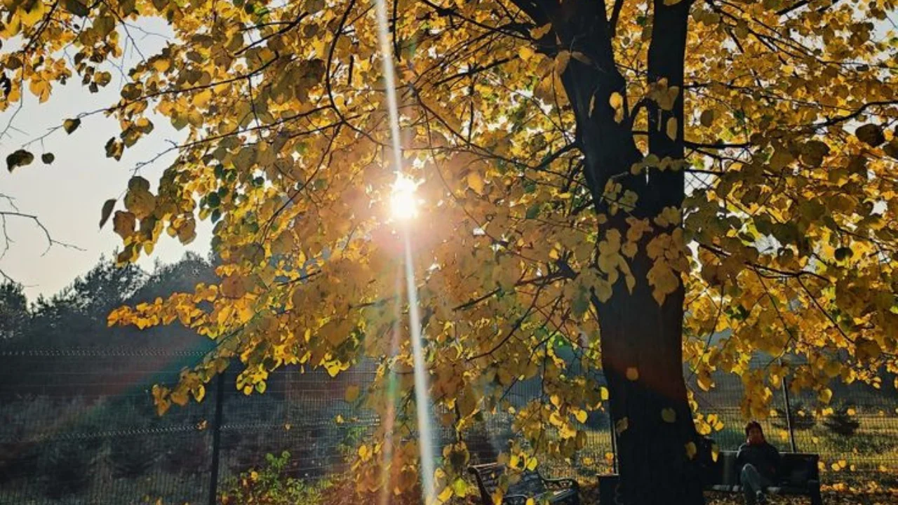 11-noyabr: Mamlakat bo‘ylab iliq va quruq havo