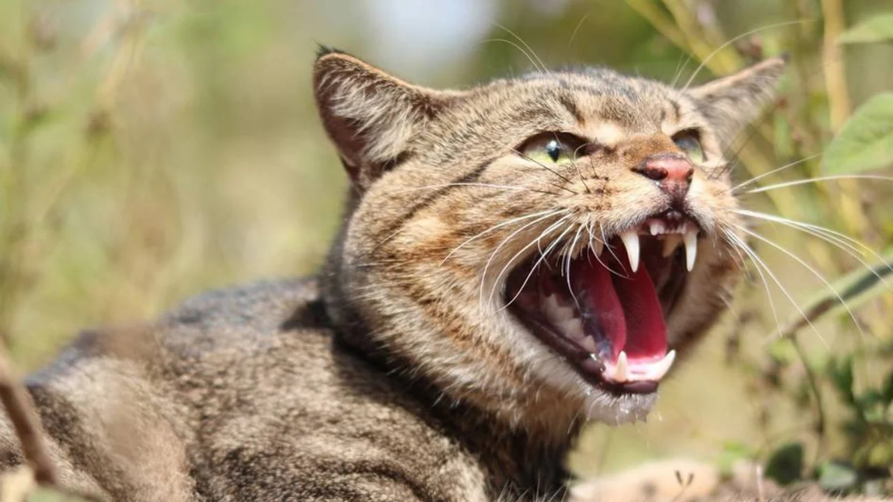 Yangi Zelandiya 2050-yilgacha yovvoyi mushuklarni yo‘q qiladi