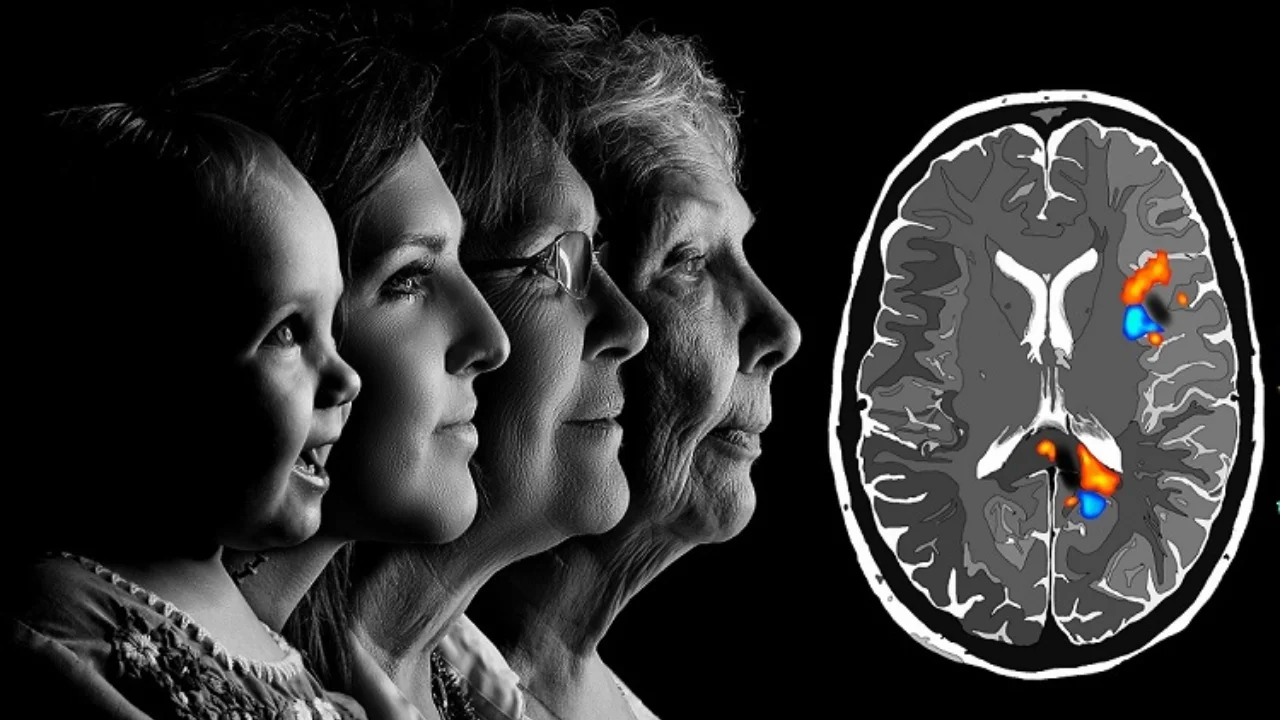 Five stages of human brain development identified