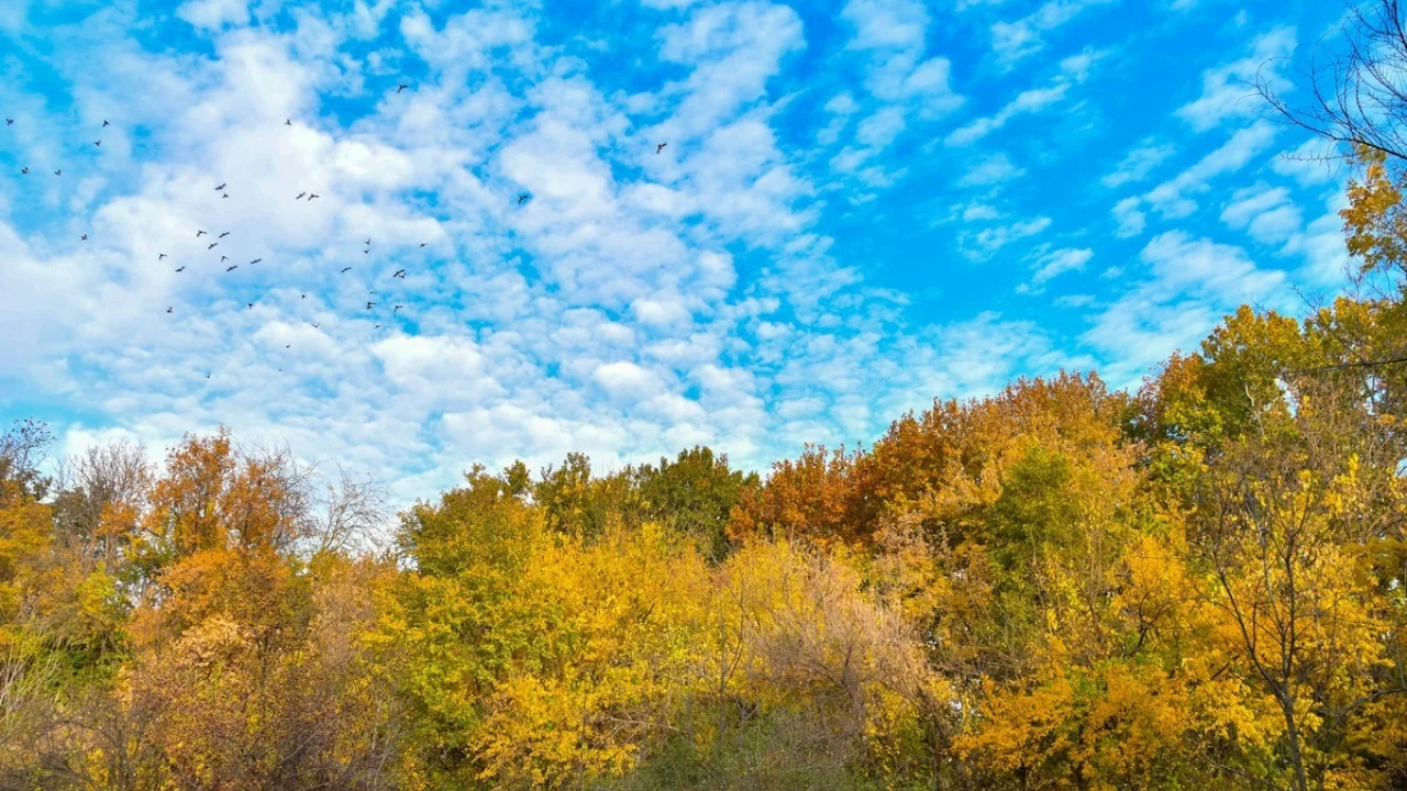 21-noyabr: O‘zbekistonda ob-havo iliq va tinch bo‘ladi
