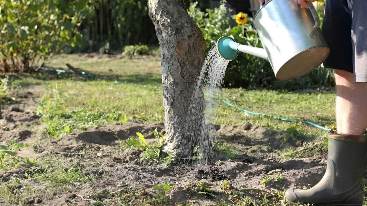 It is possible to water trees throughout the day in Tashkent