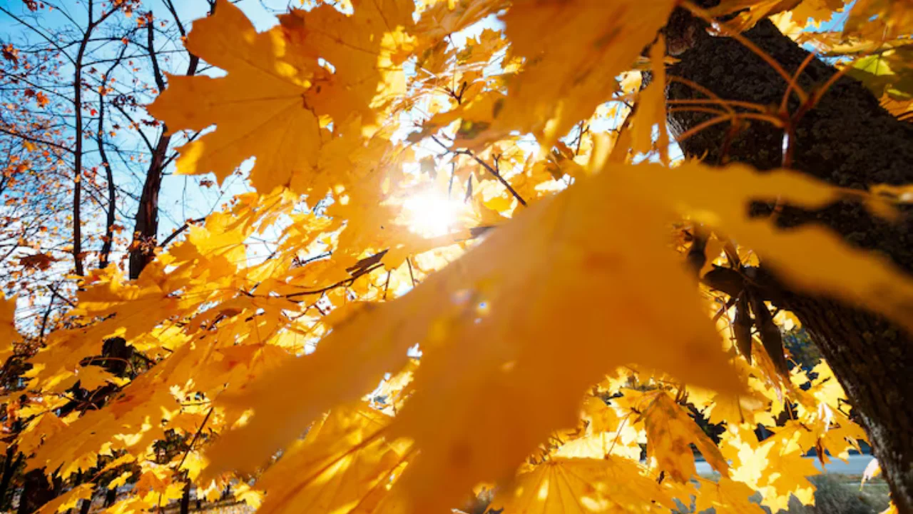 14-noyabr: O‘zbekistonda iliq va quyoshli ob-havo