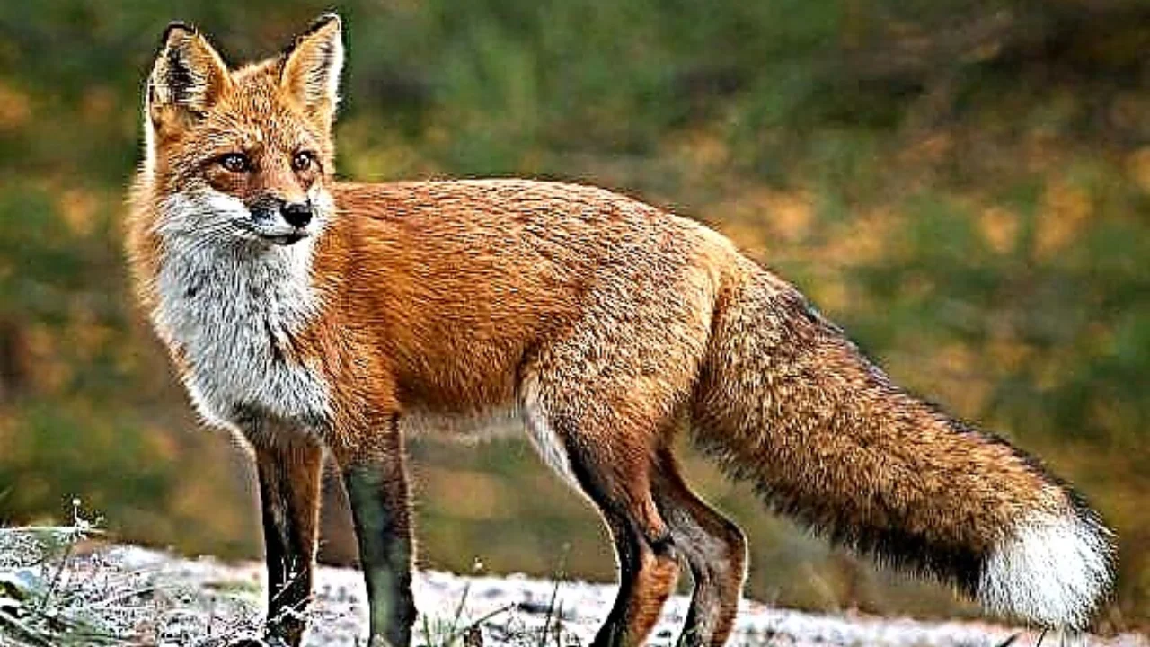 Fox attacked two children in Mangistau