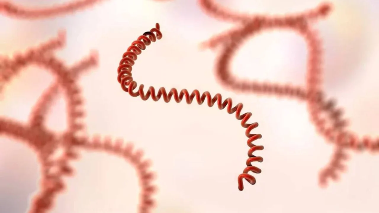 Yamaykada to‘fon ortidan leptospiroz tarqalmoqda