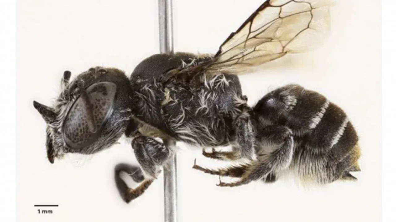 В Австралии обнаружен новый вид пчёл с рогами