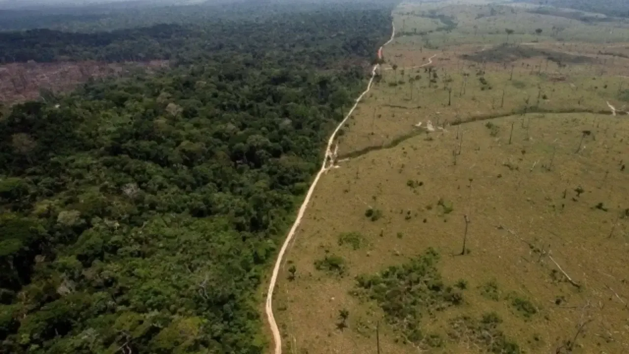 Леса мира серьезно страдают от изменения климата