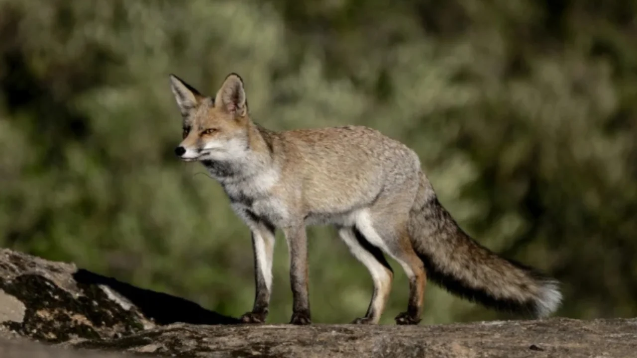 Fox attack in Mangistau: two children injured