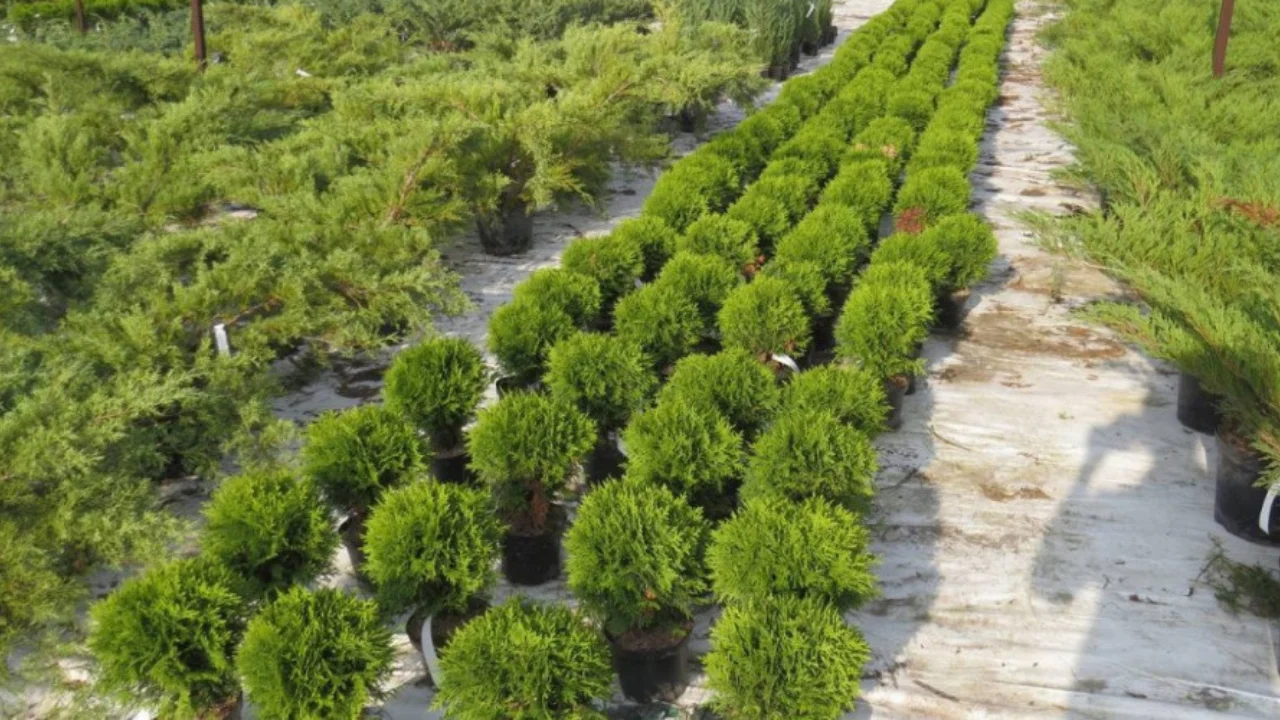 A network of ecological nurseries will be established in Tashkent