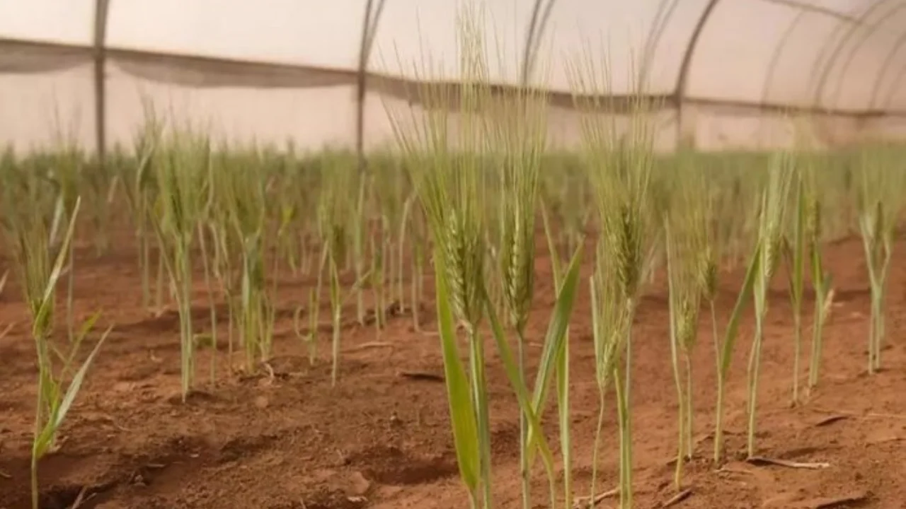 Russian scientists grew barley in Martian soil