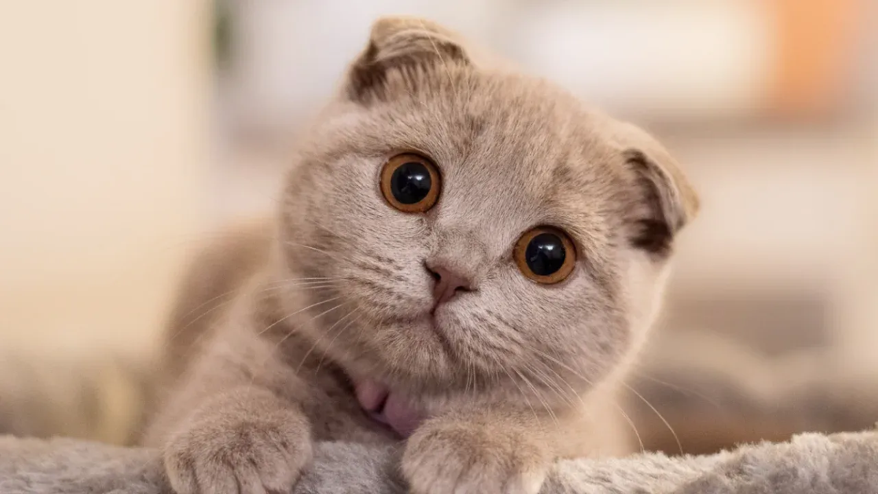 Москвичи дают домашним животным необычные клички